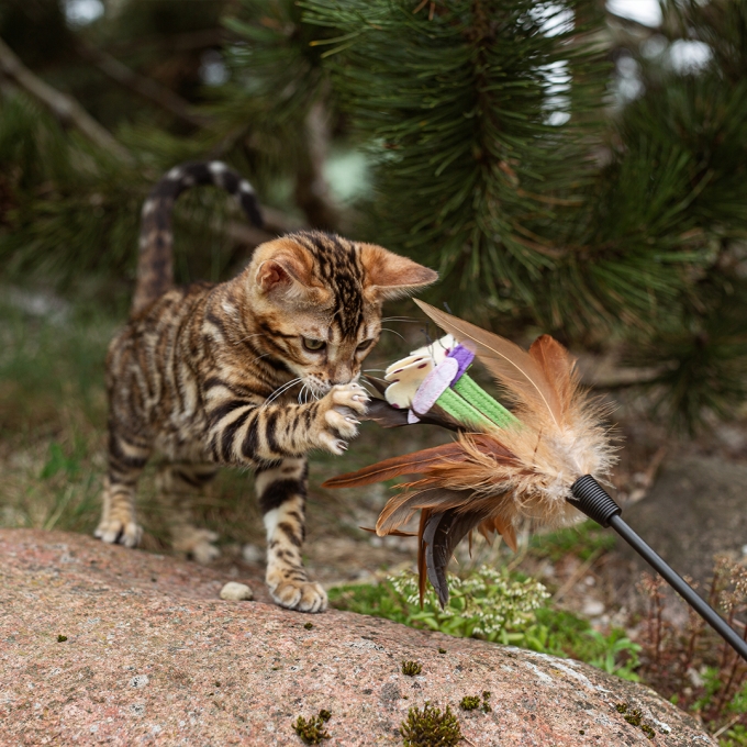 Can kittens use shop puppy milk replacer